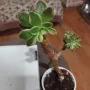 Вариагатни, Variegatа хавортии, седум, красула , aeonium , снимка 7