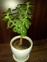 Красула-дървото на живота 54см.+голяма бяла керамична саксия с подложка , снимка 1
