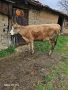 krava na 2 tele sls 18 litra mlako moje i sls trapa sls drugi jivotni, снимка 2