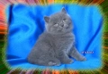 Чистокръвни Британски късокосмести котета, снимка 8