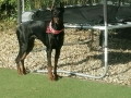 Чистокръвни доберманчета, снимка 6