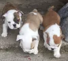 English bulldog puppies ready for sale, снимка 1