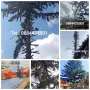 Рязане на опасни дървета,Кастрене,Косене,Почистване на дворове,парцели,места,градинки, снимка 1