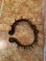 Стари ковани нашийници, снимка 2