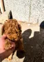 Poodle Toy/Пудел Той, снимка 2