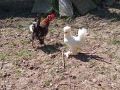 Джинки, снимка 1 - Кокошки и пуйки - 45851125