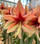 Луковици Амарилис, Хипеаструм, снимка 1