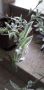 Тигрова Традесканция , снимка 1 - Стайни растения - 45387418