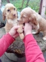 Английски кокер , снимка 4