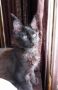 Мейн куун котета, снимка 1 - Мейн кун - 44713190