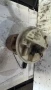 Горивна помпа за Renaul Clio  - 09740659902, снимка 1