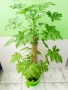 бял Бенджамин, Бегония , Хлорофитум , снимка 1