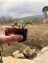 Разсад ягоди сорт Дели, снимка 1