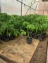 Разсад домати Нови Искър, снимка 2