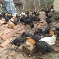 Продавам пилета супер харко женски и старозагорска кръстоска на 2 месеца , снимка 6 - Кокошки и пуйки - 44910170