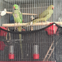 Двойка папагали малък Александър Намаление за месеца!, снимка 1 - Папагали - 45073486