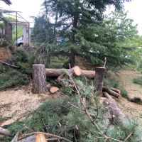 Рязане на опасни дървета, снимка 5 - Дърводелски услуги - 45384515