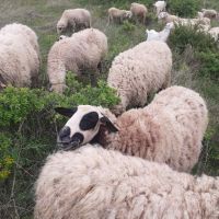 Провават се Овце, Кочове и  Чепишки  за Курбан Байрам, снимка 5 - Овце - 45698322