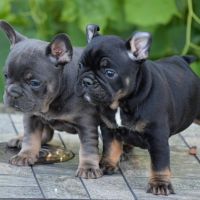 Две сладки френски кученца булдог готови сега, снимка 1 - Френски булдог - 45088579