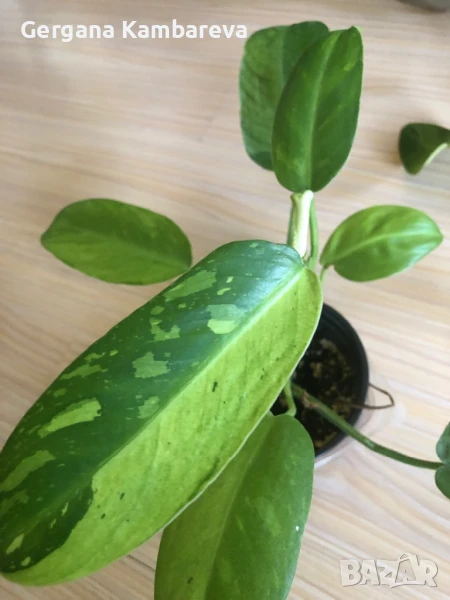 Philodendron Jose Buono , снимка 1