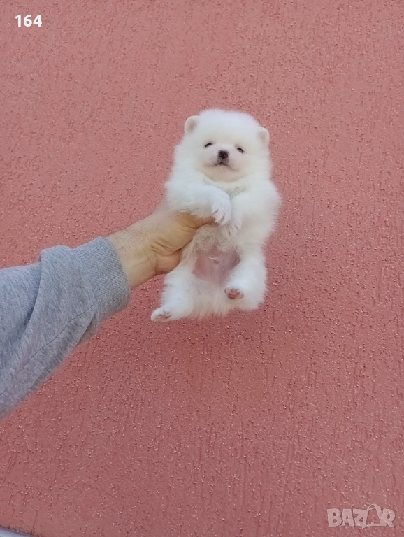 Чисто бели минита. Померани., снимка 1