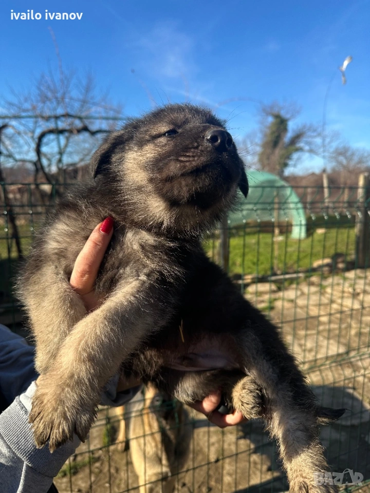 Източно европейска овчарка, снимка 1