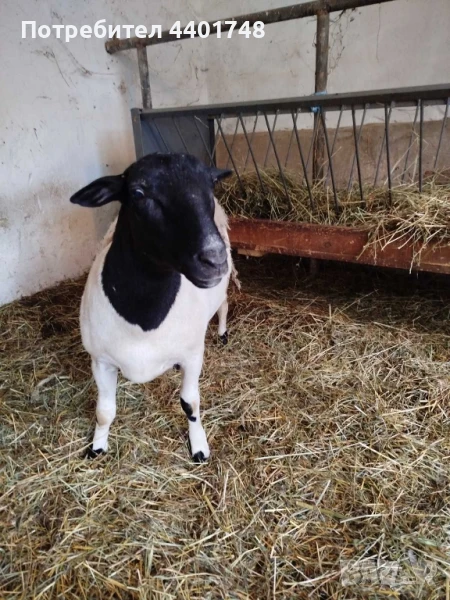 Овце Дорпер , снимка 1