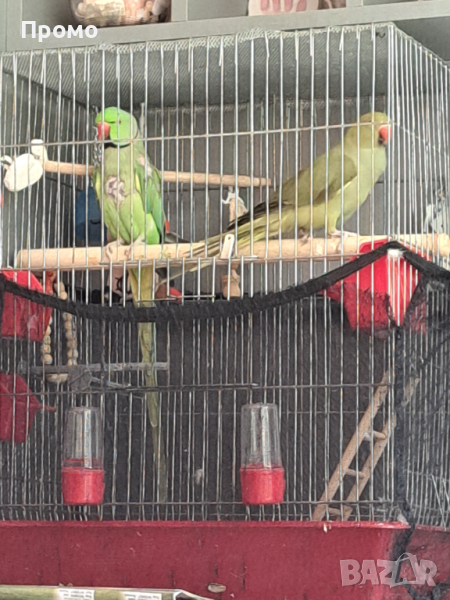 Двойка папагали малък Александър Намаление за месеца!, снимка 1