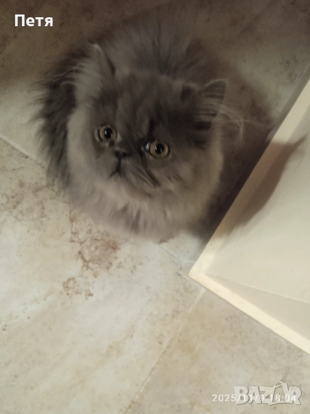 Персийски котенца, снимка 1