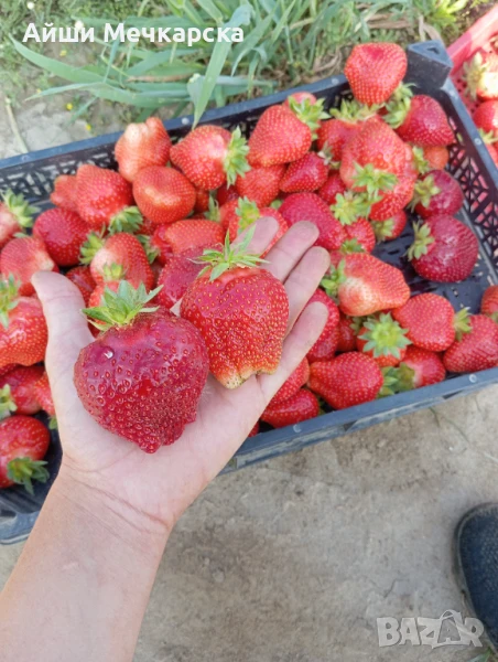 Продавам разсад ягоди сорт Алба., снимка 1