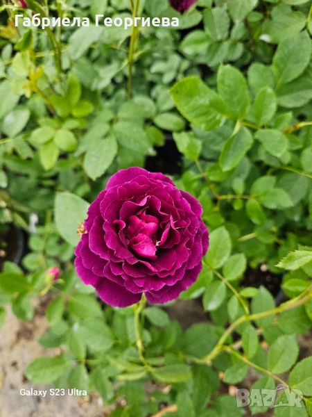Храстовидна роза "Виолет ", снимка 1