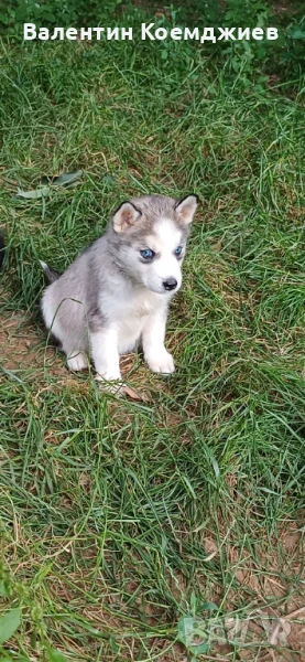 Сибирско хъски чистокръвно, снимка 1