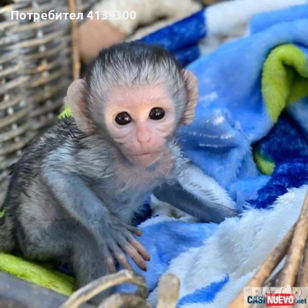 Интелигентни бебета маймуни капуцин за продажба.., снимка 1
