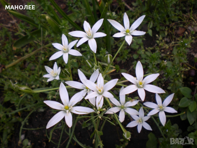 Гарванов лук, снимка 1