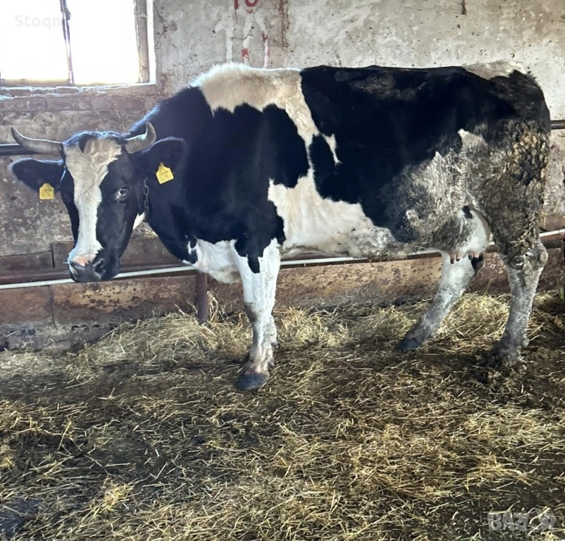 Продавам 2 Крави за Дамазлък, снимка 1