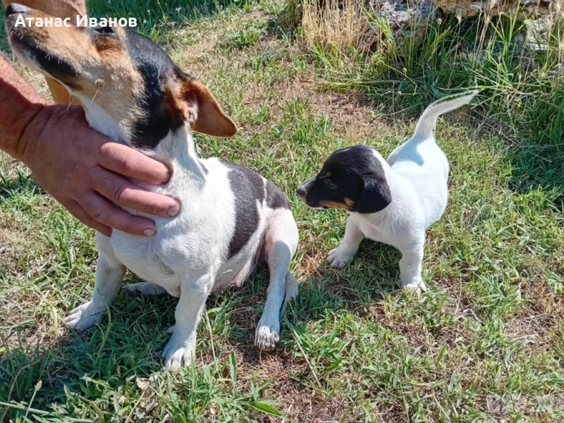 Продавам чистокръвно мъжко кученце Джак Ръсел, снимка 1