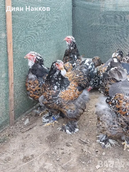 Пилета, снимка 1