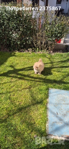 мъжко померанче,померан, снимка 2 - Померан - 53830644