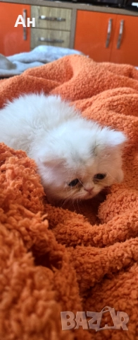 Персийско котенце, снимка 3 - Персийска - 52951320