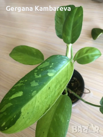 Philodendron Jose Buono 