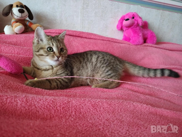 Женско, британско котенце, коте златно таби, BRI ny 24, британска котка, снимка 5 - Британска късокосместа - 53147846