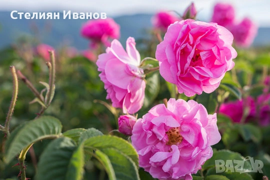 Маслодайна роза, казанлъшка роза, дамаскова роза, роза дамасцена (Rosa × damascena), снимка 2 - Градински цветя и растения - 54130805