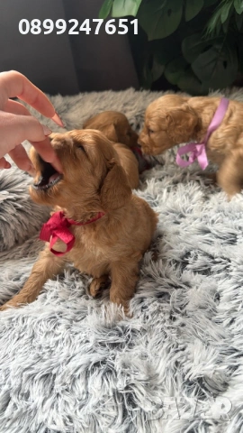 Кокер шпаньол, снимка 2 - Кокер шпаньол - 53261985