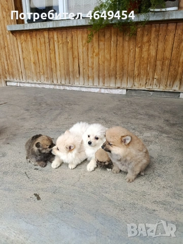 Померани-мини шпиц, снимка 2 - Померан - 54014918