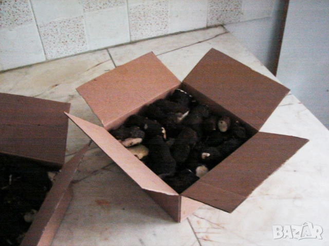 Корени Брей Tamus communis, снимка 4 - Други - 54033366