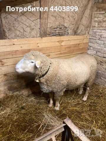 Овен Ил Дьо Франс, снимка 7 - Овце - 53617904