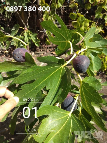 дръвчета смокиня сортове " Кръгла от Бордо " и  "Черна от Бурса" , снимка 6 - Градински цветя и растения - 54139645