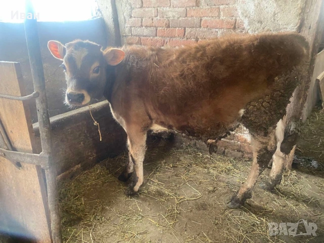 Две телета мъжко и женско по на 5-6 месеца, снимка 4 - Крави - 54070773