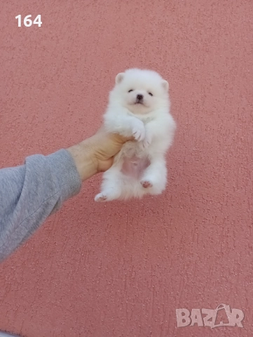 Бели Померани. Реални снимки от 29.12.25 г. , снимка 3 - Померан - 52908974