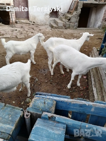 Свободни млади кози, снимка 3 - Кози - 53579796